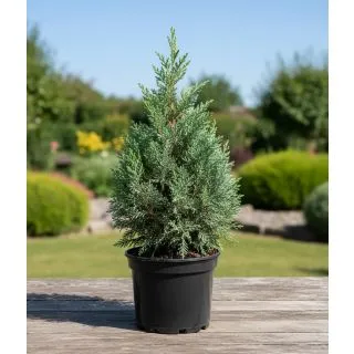 Compra CHIPAROS ARIZONICA en la tienda online Fito Agrícola