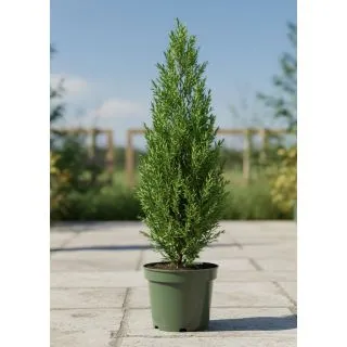 Compra CHIPAROS PYRAMIDALIS en la tienda online Fito Agrícola