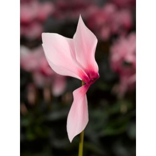 Compra CYCLAMEN RAINIER LIGHT PINK WITH EYE (1000 Semillas). en la tienda online Fito Agrícola