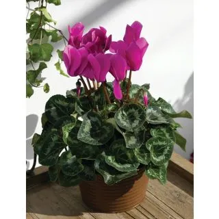 Compra CYCLAMEN RAINIER LIGHT PURPLE (1000 Semillas). en la tienda online Fito Agrícola