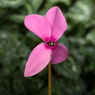 Compra CYCLAMEN RAINIER LILAC (1000 Semillas). en la tienda online Fito Agrícola