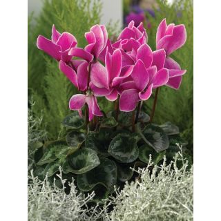 Compra CYCLAMEN RAINIER PURPLE FLAME (1000 Semillas). en la tienda online Fito Agrícola