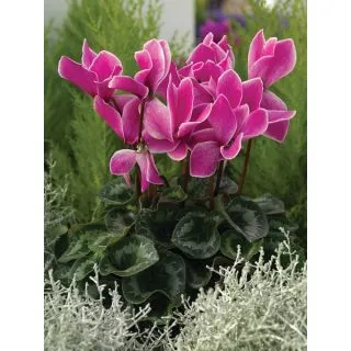 Compra CYCLAMEN RAINIER PURPLE FLAME (1000 Semillas). en la tienda online Fito Agrícola