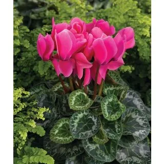 Compra CYCLAMEN RAINIER ROSE (PINK) (1000 Semillas). en la tienda online Fito Agrícola