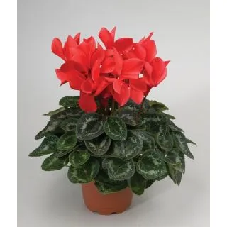 Compra CYCLAMEN RAINIER SCARLET (1000 Semillas). en la tienda online Fito Agrícola