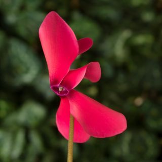 Compra CYCLAMEN SIERRA DEEP ROSE (1000 Semillas). en la tienda online Fito Agrícola