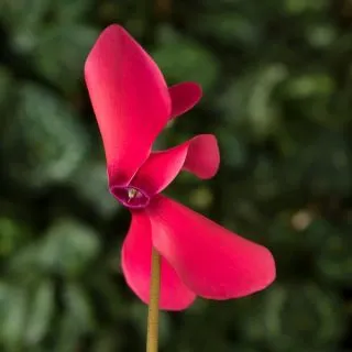 Compra CYCLAMEN SIERRA DEEP ROSE (1000 Semillas). en la tienda online Fito Agrícola