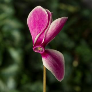 Compra CYCLAMEN SIERRA PURPLE FLAME (1000 Semillas). en la tienda online Fito Agrícola