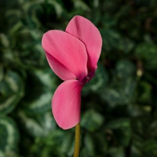 Compra CYCLAMEN SIERRA ROSE (1000 Semillas). en la tienda online Fito Agrícola