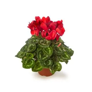 Compra CYCLAMEN SIERRA SCARLET (1000 Semillas). en la tienda online Fito Agrícola