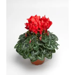 Compra CYCLAMEN SIERRA SCARLET SOUTH (1000 Semillas). en la tienda online Fito Agrícola