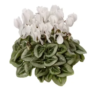 Compra CYCLAMEN SILVERADO COMPACT WHITE (1000 semințe). en la tienda online Fito Agrícola