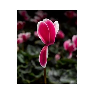 Compra CYCLAMEN SNOWRIDGE MAXI ROSE (1000 Semillas). en la tienda online Fito Agrícola