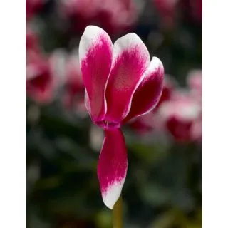 Compra CYCLAMEN SNOWRIDGE MAXI WINE (1000 Semillas). en la tienda online Fito Agrícola