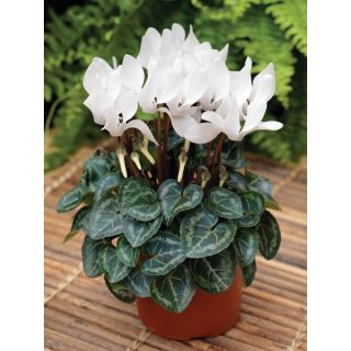 Compra CYCLAMEN WINFALL WHITE (1000 Semillas). en la tienda online Fito Agrícola