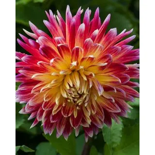 Compra DALIA AKITA (10 Unid.). en la tienda online Fito Agrícola