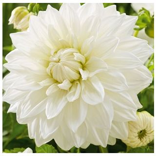 Compra DALIA BULLS PRIDE (10 Unid.). en la tienda online Fito Agrícola