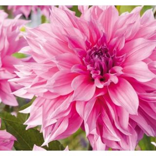 Compra DALIA CAFÉ AU LAIT ROSÉ (10 Unid.). en la tienda online Fito Agrícola