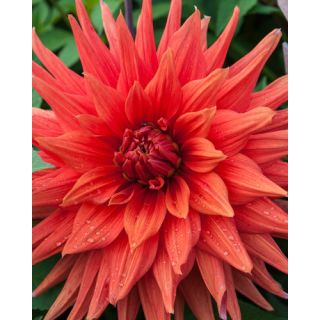 Compra DALIA COLOR SPECTACLE (10 Unid.). en la tienda online Fito Agrícola