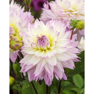 Compra DALIA CRAZY LOVE (10 Unid.). en la tienda online Fito Agrícola