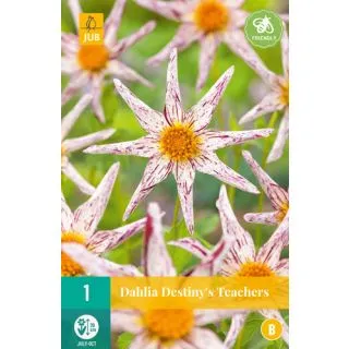 Compra DALIA DESTINY'S TEACHERS en la tienda online Fito Agrícola
