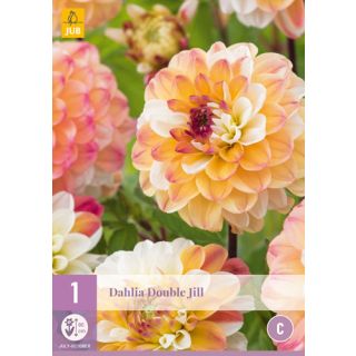 Compra DALIA DOBLE JILL en la tienda online Fito Agrícola