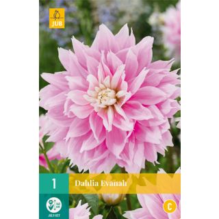 Compra DALIA EVANAH en la tienda online Fito Agrícola