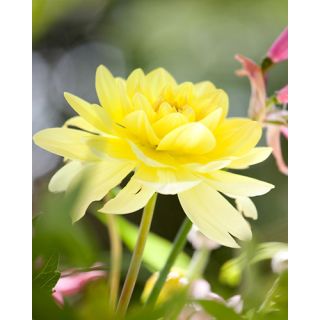 Compra DALIA GLORY OF HEEMSTEDE (10 Unid.). en la tienda online Fito Agrícola