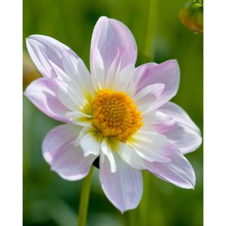 Compra DALIA TEESBROOKE AUDREY (10 Unid.). en la tienda online Fito Agrícola