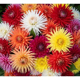 Compra DALIA CACTUS DE SEMILLA – Tubérculo No Clonado (10 Unid.). en la tienda online Fito Agrícola