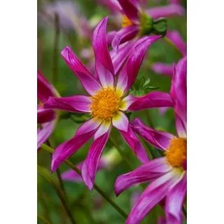 Compra DALIA HONKA PINK (10 Unid.). en la tienda online Fito Agrícola