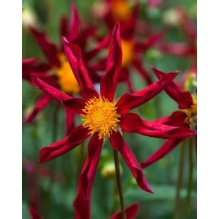 Compra DALIA HONKA RED (10 Unid.). en la tienda online Fito Agrícola