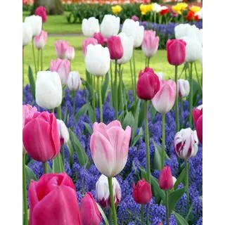 Compra DANCING TULIPS (100 Unid.). en la tienda online Fito Agrícola