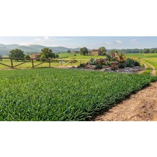 Compra CYNODON DACTYLON DANIELLA (5 Kgr.) en la tienda online Fito Agrícola