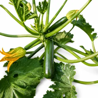 Compra CALABACIN DELHISOL F1 (1.000 Semillas). en la tienda online Fito Agrícola