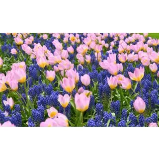 Compra DELICATE CONTRASTS (100 Unid.). en la tienda online Fito Agrícola