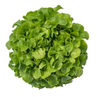 Compra LECHUGA DELINICE Pildorada (5.000 Semillas). en la tienda online Fito Agrícola