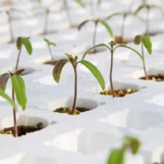 Compra TOMATE DRO141TX (10.000 Semillas). en la tienda online Fito Agrícola