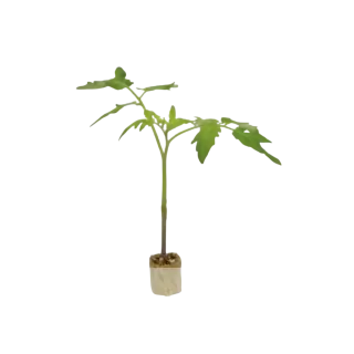 Compra TOMATE DYNAFORT F1 Pildorado (10.000 Semillas). en la tienda online Fito Agrícola