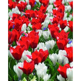 Compra EARLY BIRDS (100 Unid.) en la tienda online Fito Agrícola