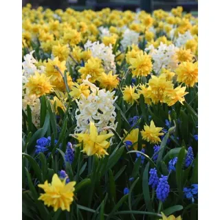 Compra EASY BREEZE (100 Unid.). en la tienda online Fito Agrícola