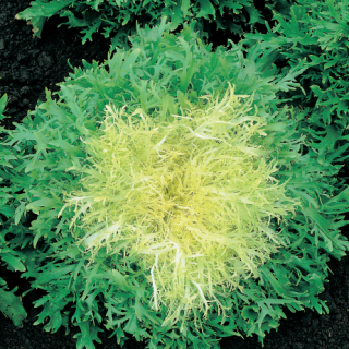 Compra ESCAROLA DE LOUVIERS Pildorada (5.000 Semillas) en la tienda online Fito Agrícola