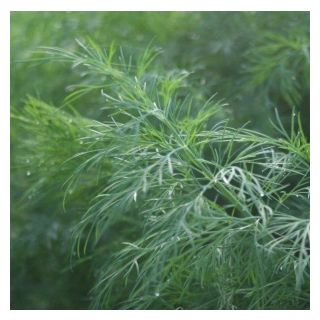 Compra ENELDO SUPERDUKAT Sin Tratar (10.000 Semillas) en la tienda online Fito Agrícola