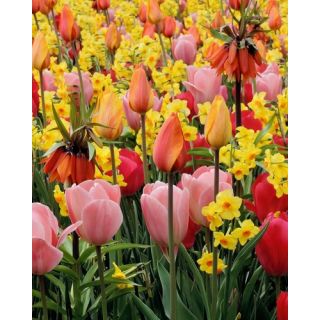 Compra ENERGY (100 Unid.). en la tienda online Fito Agrícola