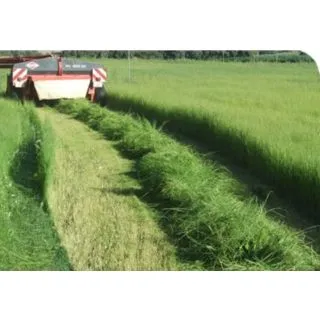 Compra ERAGROSTIS TEFF BONUS (5 Kgr.). en la tienda online Fito Agrícola