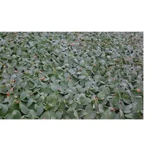 Compra SANDÍA ERCOLE F1 (1.000 Semillas) en la tienda online Fito Agrícola