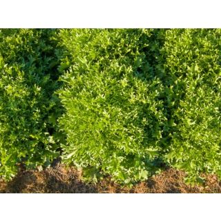 Compra ESCAROLA BENEFINE ECOLÓGICA Pildorada (10.000 Semillas) en la tienda online Fito Agrícola