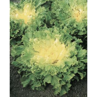 Compra ESCAROLA ALASKA Pildorada (5.000 Semillas) en la tienda online Fito Agrícola