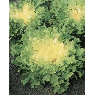 Compra ESCAROLA ALASKA Pildorada (25.000 Semillas) en la tienda online Fito Agrícola