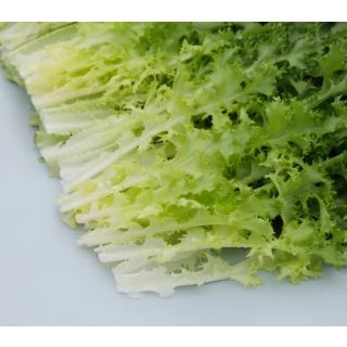 Compra ESCAROLA ALLIE Pildorada (5.000 Semillas). en la tienda online Fito Agrícola